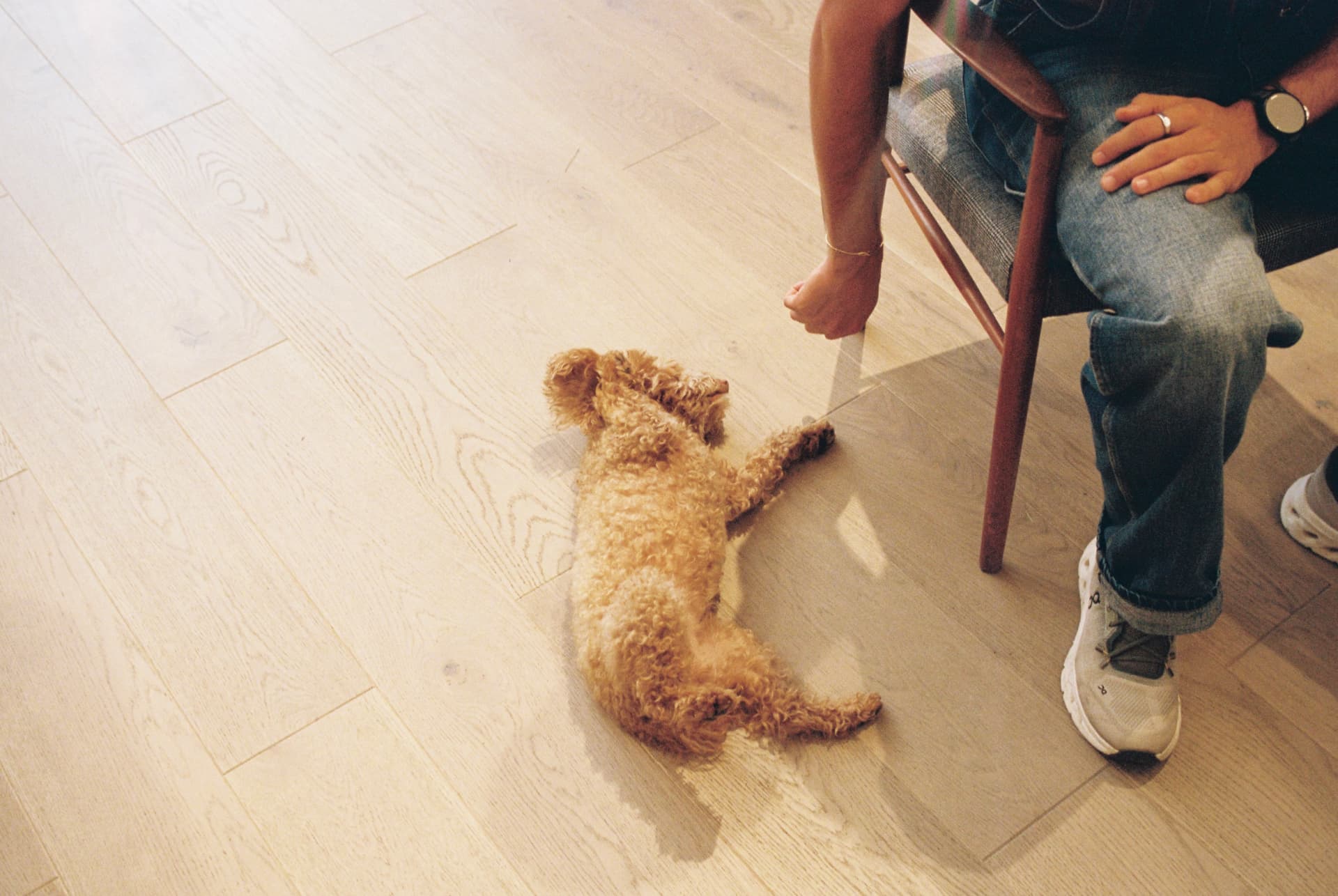 Curly-haired dog lying on a wooden floor beside a man sitting in a chair