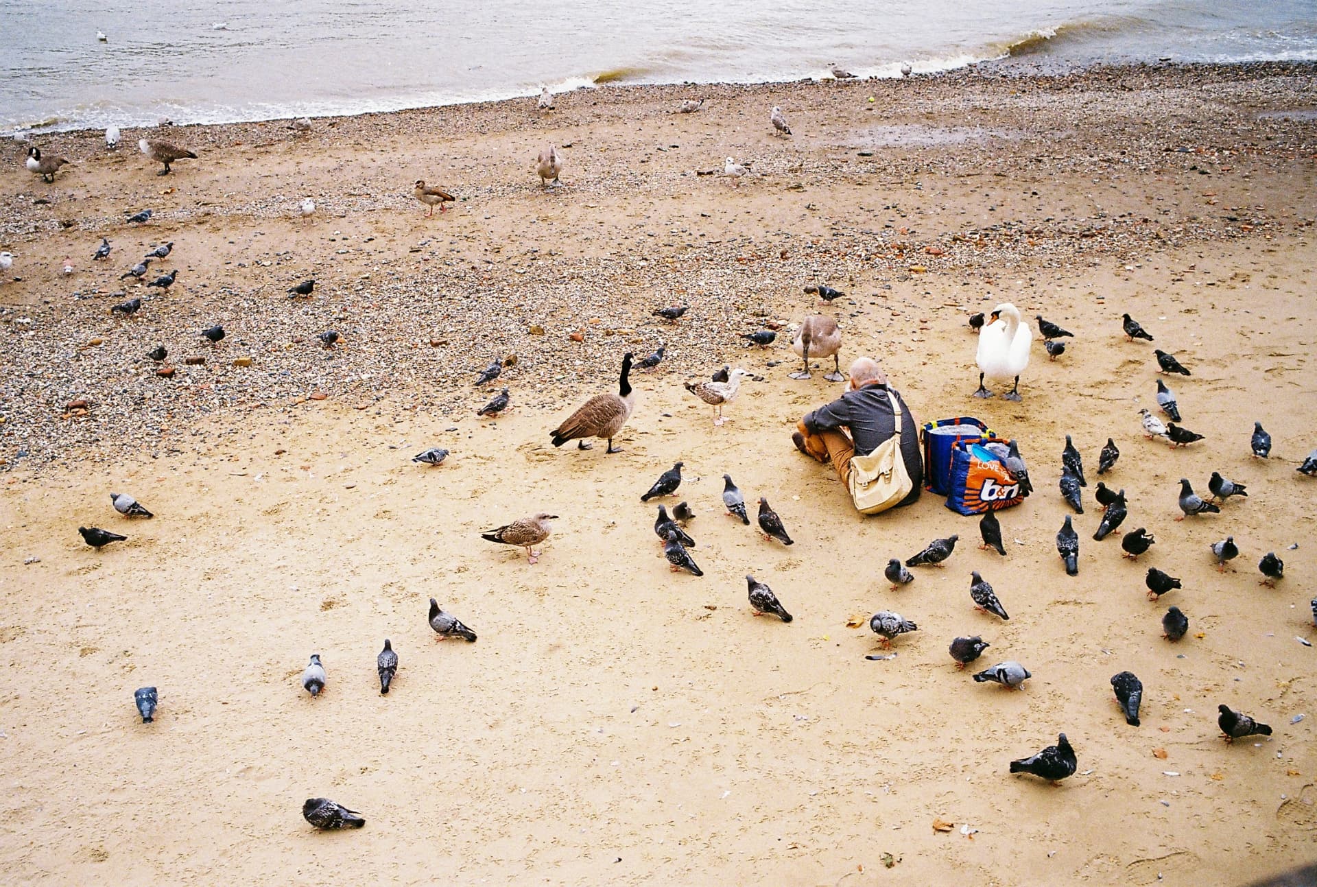 Man sitting on a pebble beach surrounded by pigeons, geese and a swan