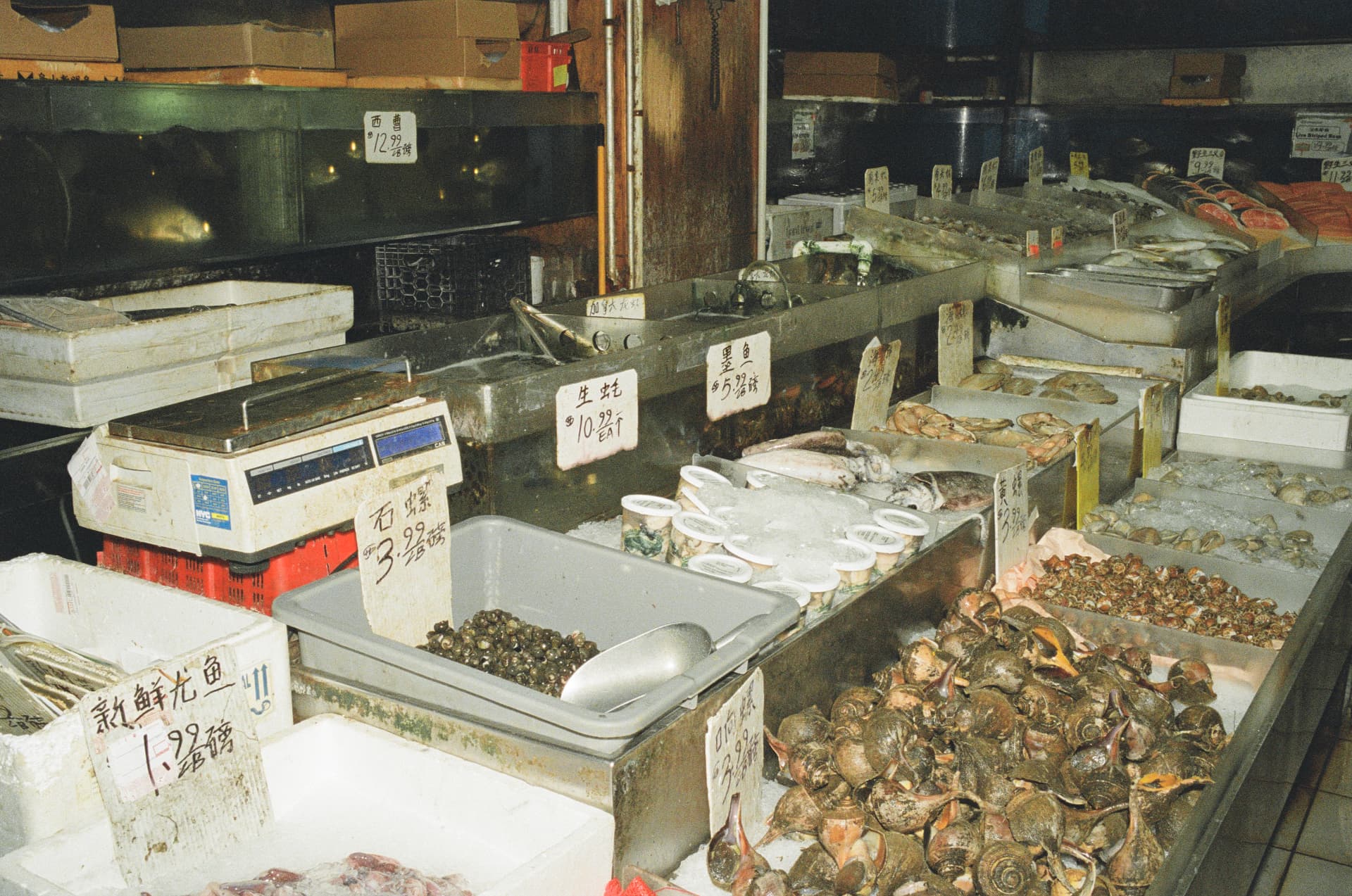 Fresh seafood displayed on ice at a market counter